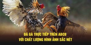 Đá gà trực tiếp trên ABC8