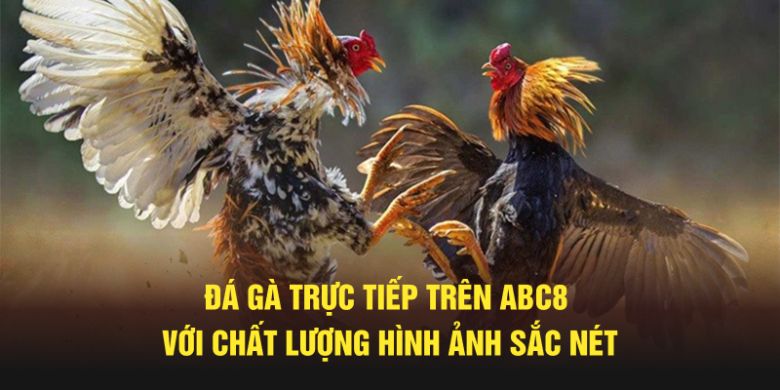 Đá gà trực tiếp trên ABC8
