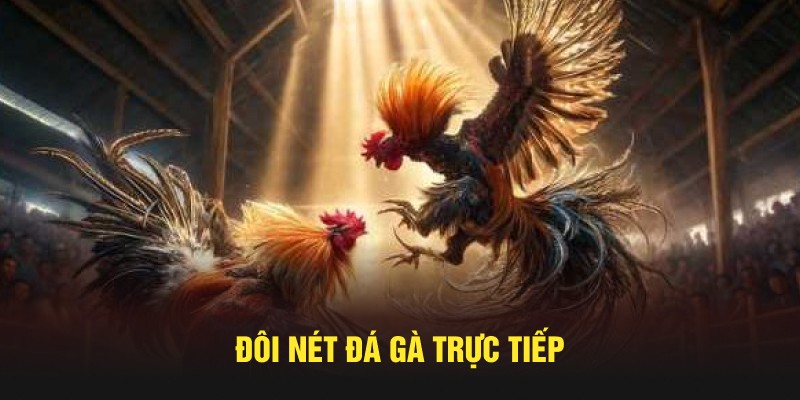 Đôi nét đá gà trực tiếp tại sảnh chơi ABC8