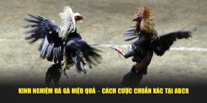 Kinh nghiệm đá gà chuẩn xác tại ABC8