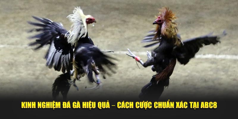 Kinh nghiệm đá gà chuẩn xác tại ABC8